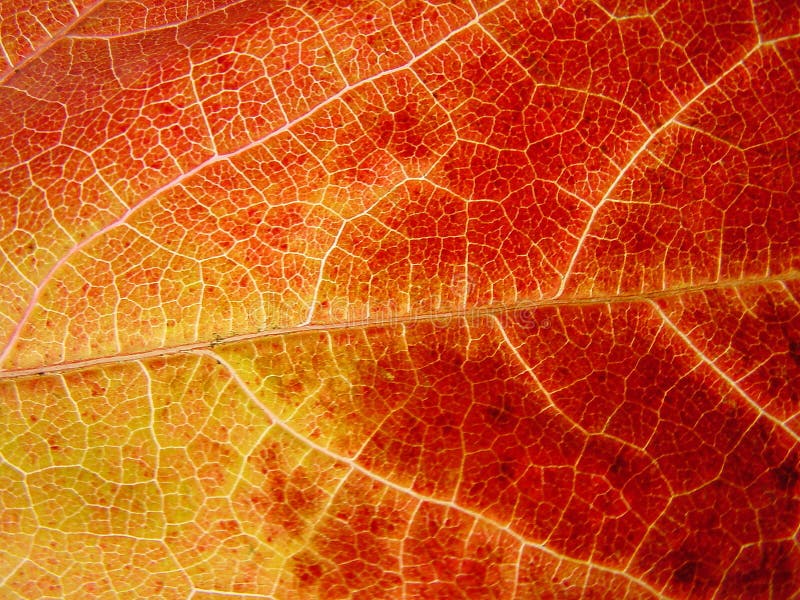 Download Yellow and read leaf stock image. Image of asymmetry, autumn - 86087