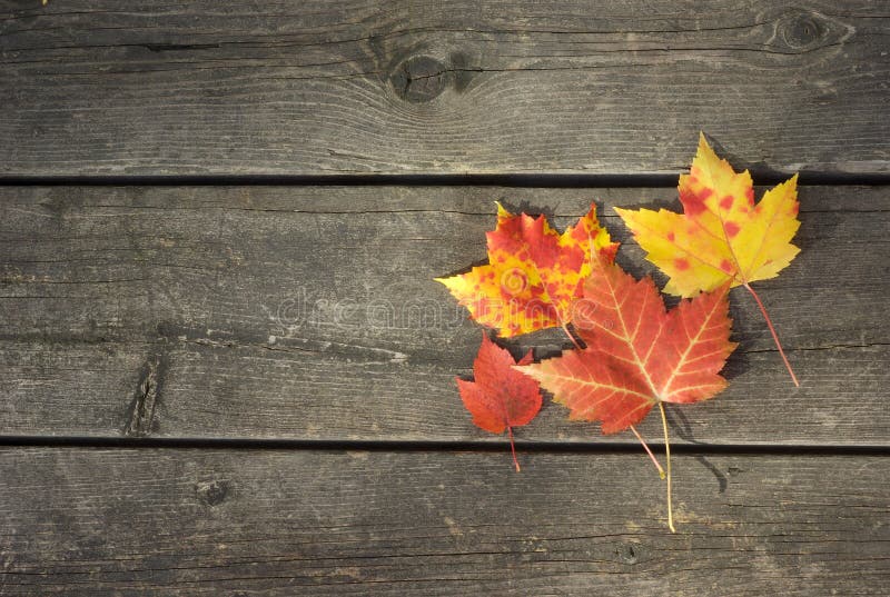 Yellow and red autumn leaves on wood table background