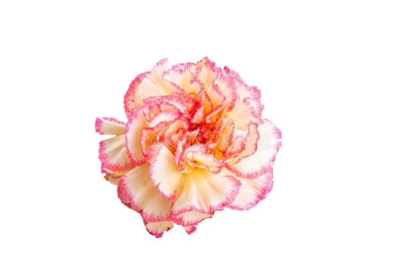 Yellowred Carnation Isolated Stock Photo Image of bloom, freshness