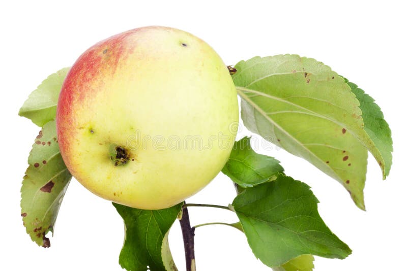 Yellow red ecological apple on branch
