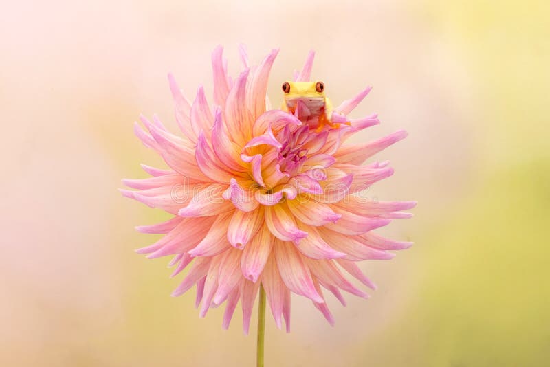 Yellow frog on a pink Dahlia flower