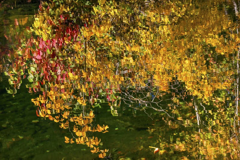 Yellow Red Fall Colors Water Reflection Wenatchee River Washington