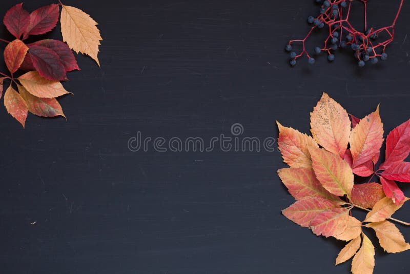 Yellow and Red fall leaves on a black background z