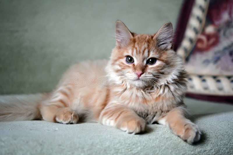 Yellow Red Ginger Cat at Home Stock Image Image of rest, curiosity