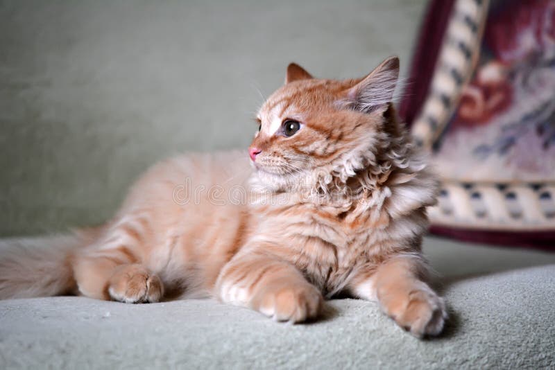 Yellow Red Ginger Cat at Home Stock Photo Image of fluffy, lovely