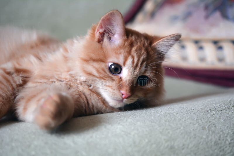 Yellow Red Ginger Cat at Home Stock Image Image of rest, curiosity