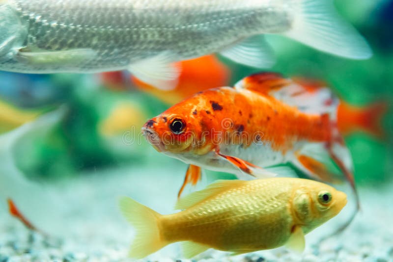 Yellow and Red Goldfish in Aquarium Stock Photo Image of animal