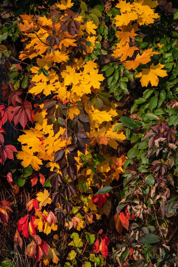 Yellow, red and green leaves of trees and shrubs. stock image