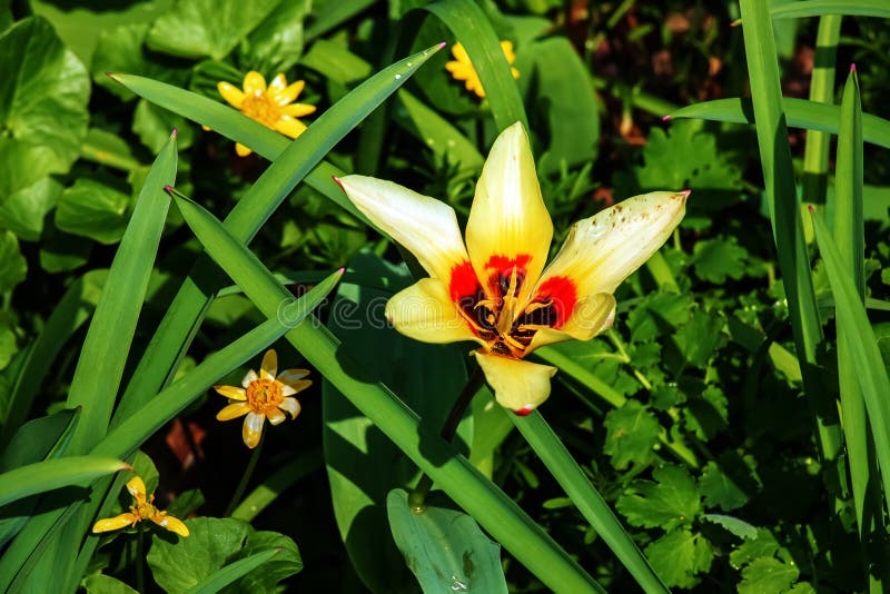 Yellow and red Kaufmanniana tulip Tulipa Giuseppe Verdi blooms in a garden in April.