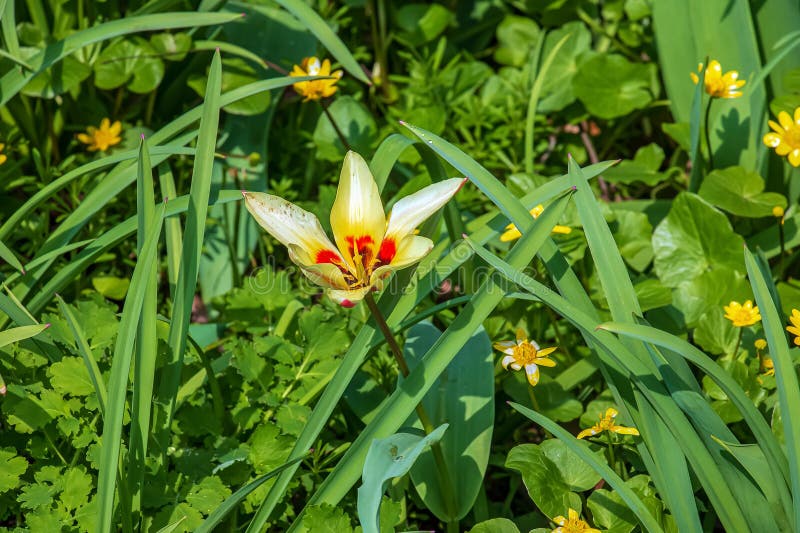 Yellow and red Kaufmanniana tulip Tulipa Giuseppe Verdi blooms in a garden in April.