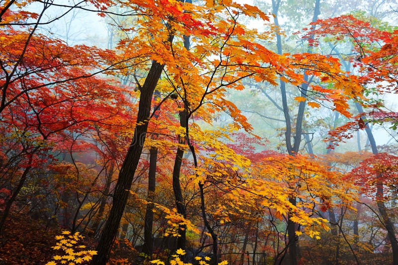 Yellow and red leaves in mist