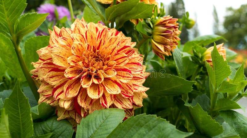 A yellow, red, orange and peach colored dalia / dahlia blossom in full bloom. The flower is very colorful, blossoming stock photography A yellow, red, orange and peach colored dalia / dahlia blossom in full bloom. The flower is very colorful, blossoming stock photography