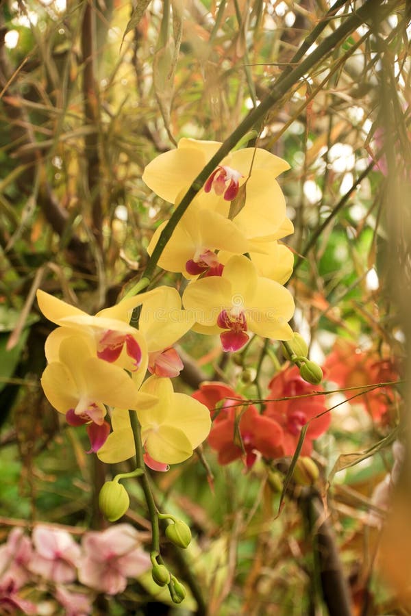 Yellow, red orchid