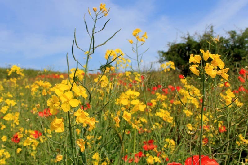 Yellow and red poppy flowers