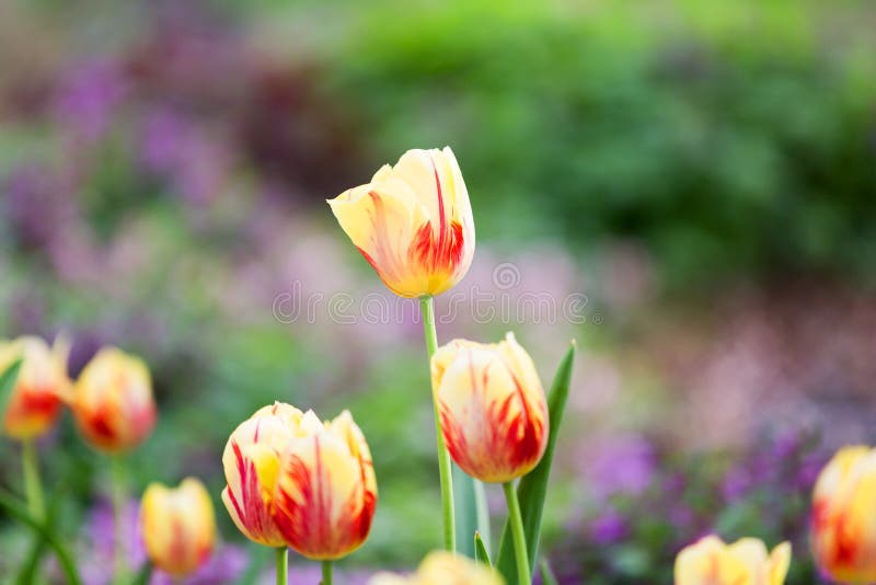 Yellow and Red Rembrandt Tulips
