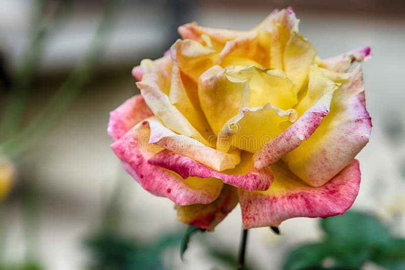 Yellow and red rose detailed closeup stock photography