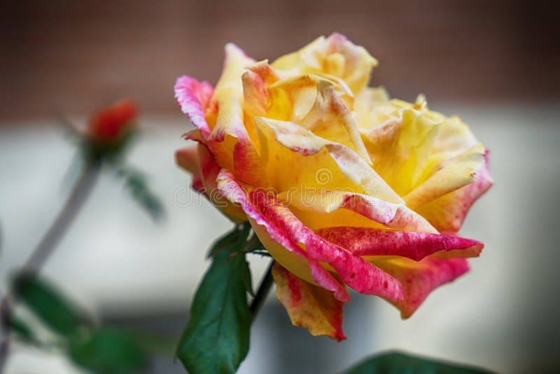 Yellow and red rose detailed closeup stock image