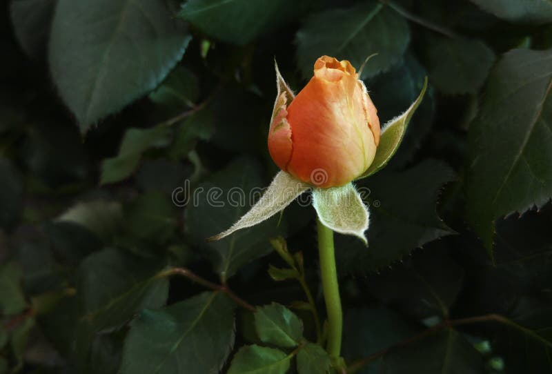 Free Stock Photo of Rich Colored Closed Rose Bud — HD Images