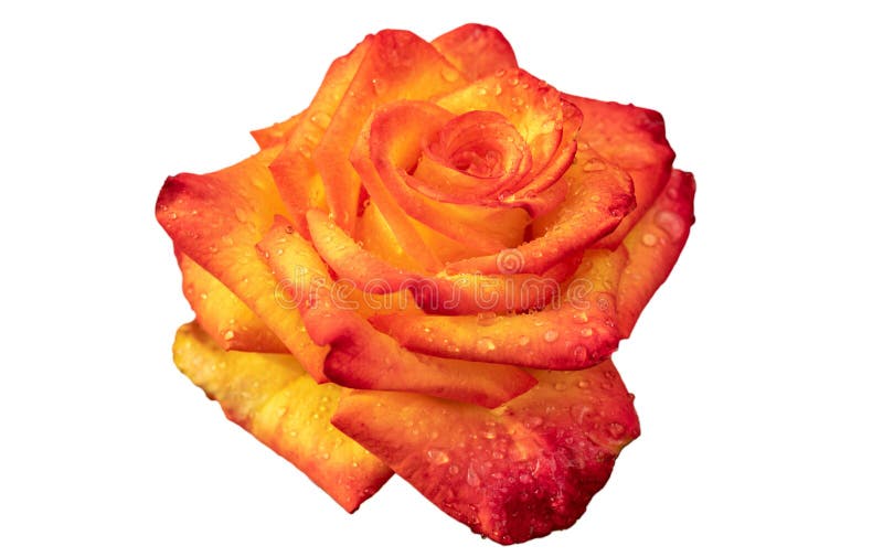 Yellow-red rose with water droplets on the petals. isolated on a white royalty free stock images Yellow-red rose with water droplets on the petals. isolated on a white royalty free stock images