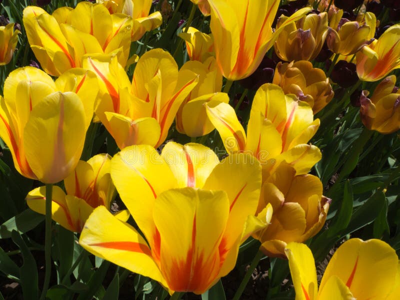 Yellow and Red tulips blooming