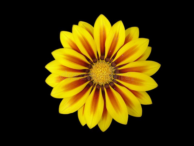 Yellow with Red Stripes Gazania Flower Red Stripe Stock Photo Image