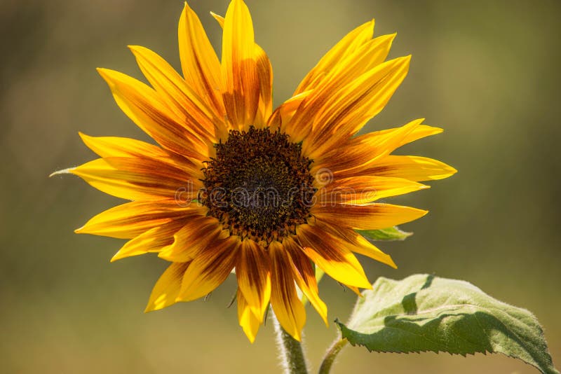 Yellow and Red Sunflower stock photo. Image of flower 98762216