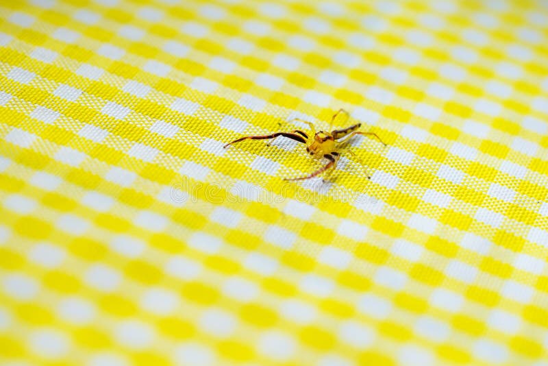 translucent spider identification translucent spider identification