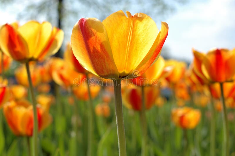 Yellow-red tulip flowers.