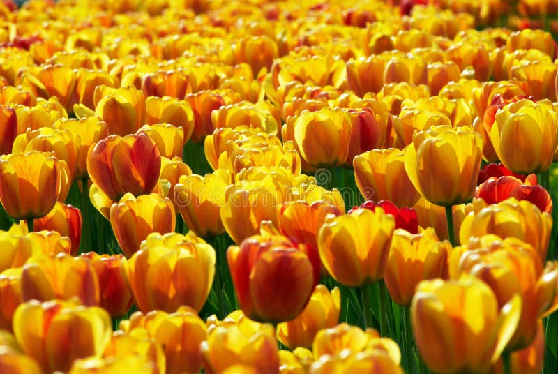 Yellow-red tulip flowers field