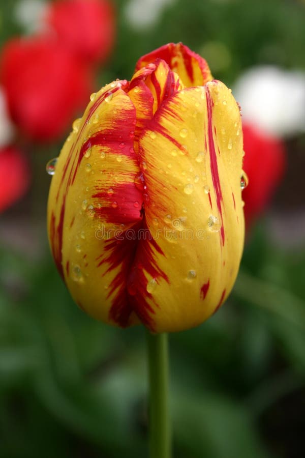 Yellow-red tulip in the rain