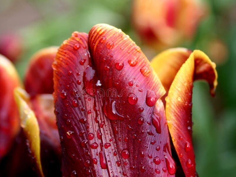 Yellow-red tulip in the rain