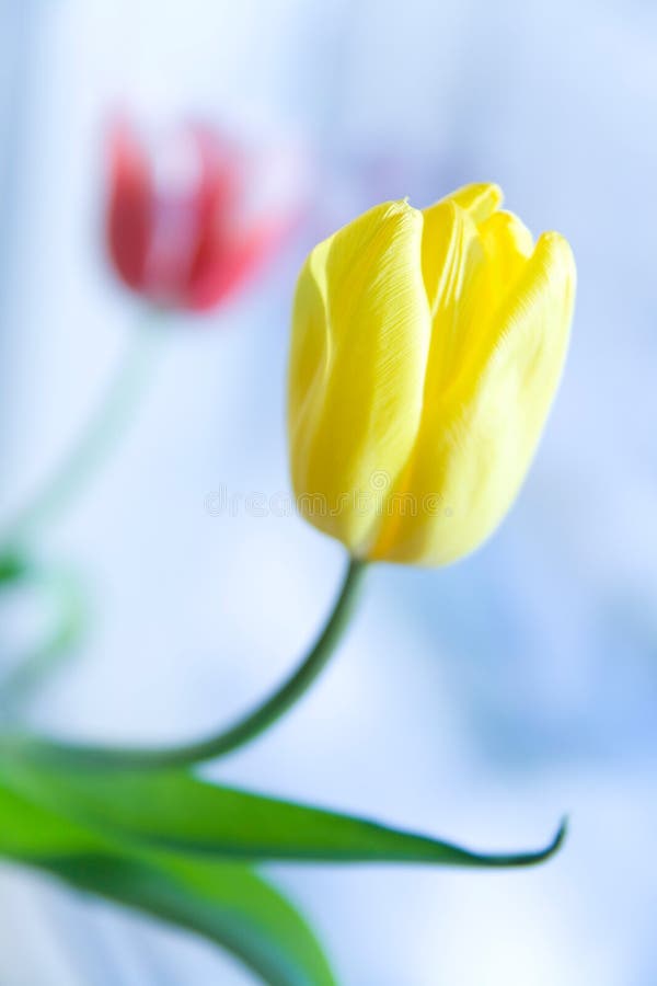 Yellow and red tulips