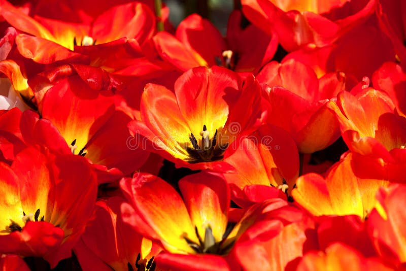 Yellow red tulips