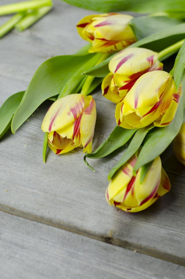 yellow red tulips