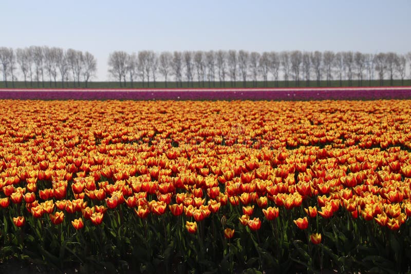 yellow red tulips in rows in a long flower field in Oude-Tonge o