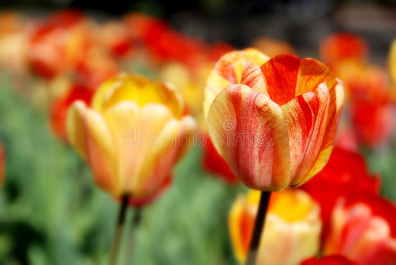 Yellow/red tulips