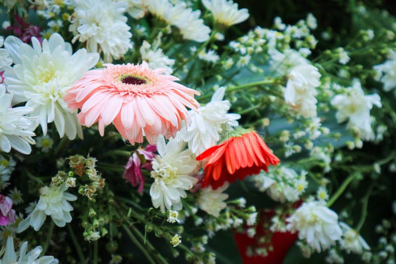 Yellow red white flower stock image. Image of gerbera 144236599
