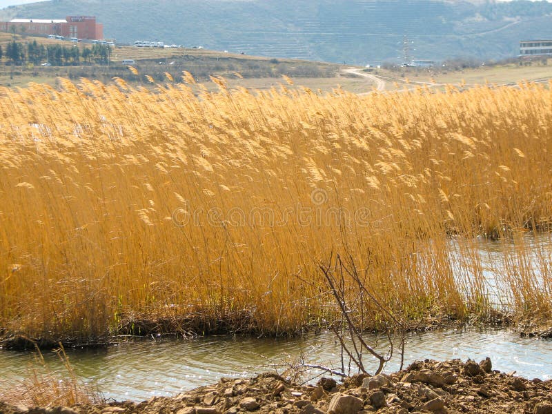 Yellow reeds at the lake in nature in autumn royalty free stock photography Yellow reeds at the lake in nature in autumn royalty free stock photography