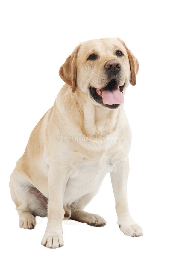 Yellow Retriever Labrador Dog royalty free stock image Yellow Retriever Labrador Dog royalty free stock image