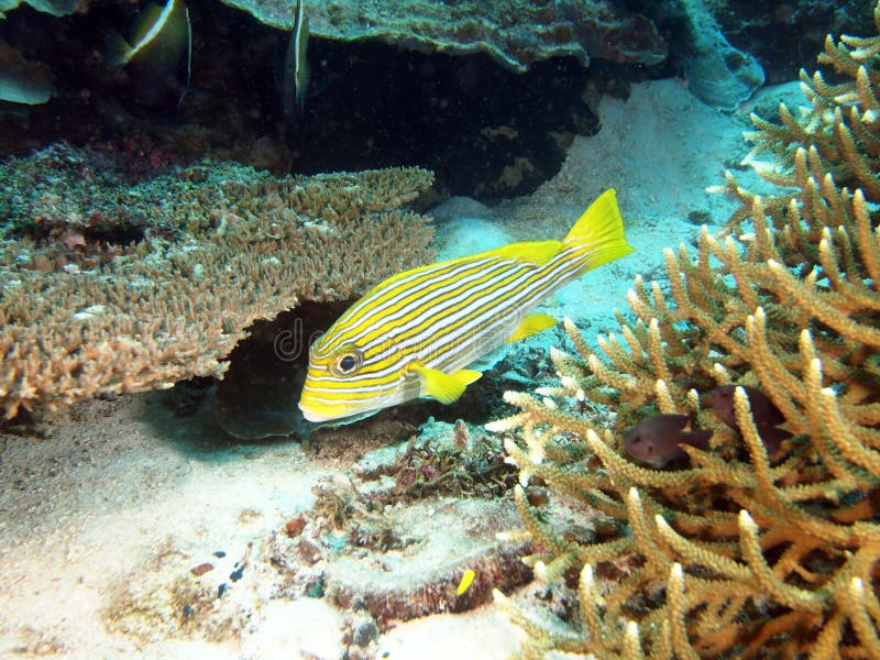 Underwater yellow ribbon sweetlips (Plectorhinchus polytaenia) - fish portrait with coral in Indo-Pacific ocean. Ceram stock images, royalty-free photos and pictures