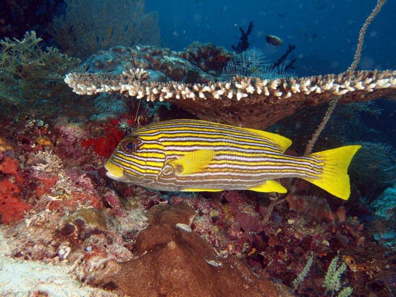 Yellow ribbon fish stock photo. Image of tray, traditional 8110336