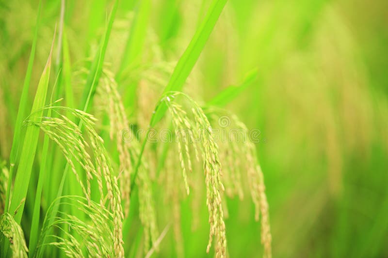 Yellow rice grain grow stock photo. Image of natural 33228328