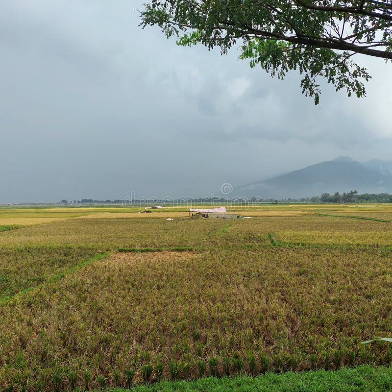 Yellow Rice Plants in Rice Fields that Have Been Harvested Stock Image