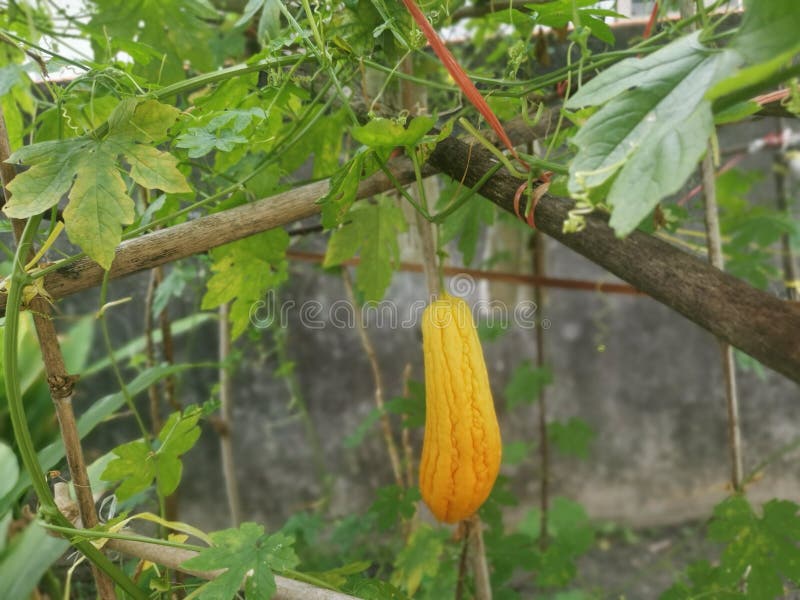 Yellow Ripe Bitter Melon Gourd Hanging on the Twig Stock Image Image