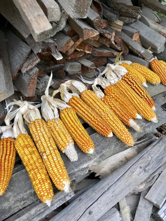 Yellow Ripe Corn Cobs are Dried Near a Stack of Firewood Stock Image Image of colorful, green