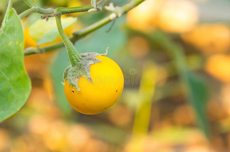 Yellow ripe eggplant stock photo. Image of fruits, organic 65454548
