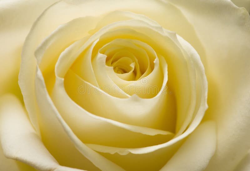 Yellow rose