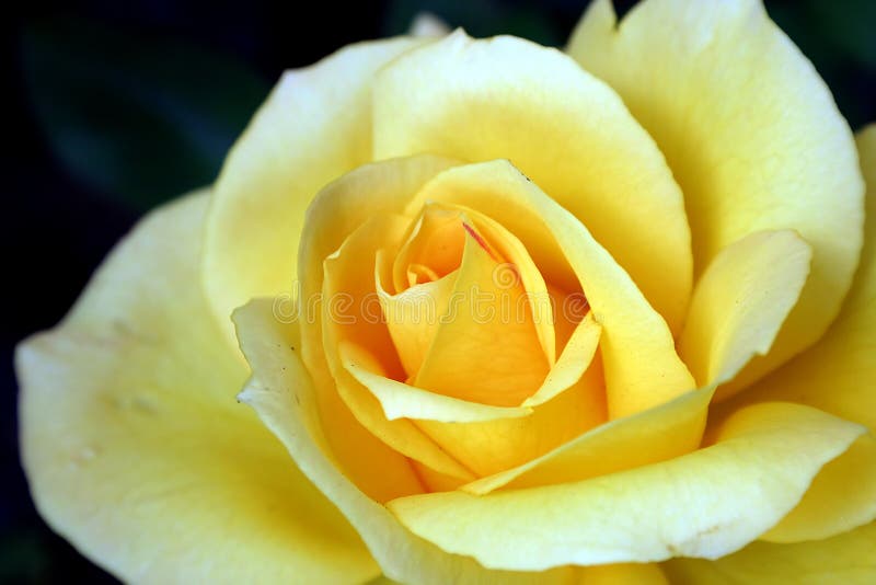 Yellow Rose