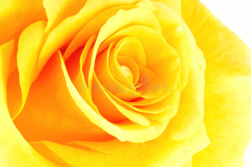 Download Yellow rose stock image. Image of background, color, flora ...