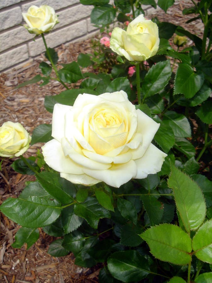 Světle žlutá rosebush s jednou plnou růže květ, a tři růžových poupat, v přírodní venkovní zahradě.